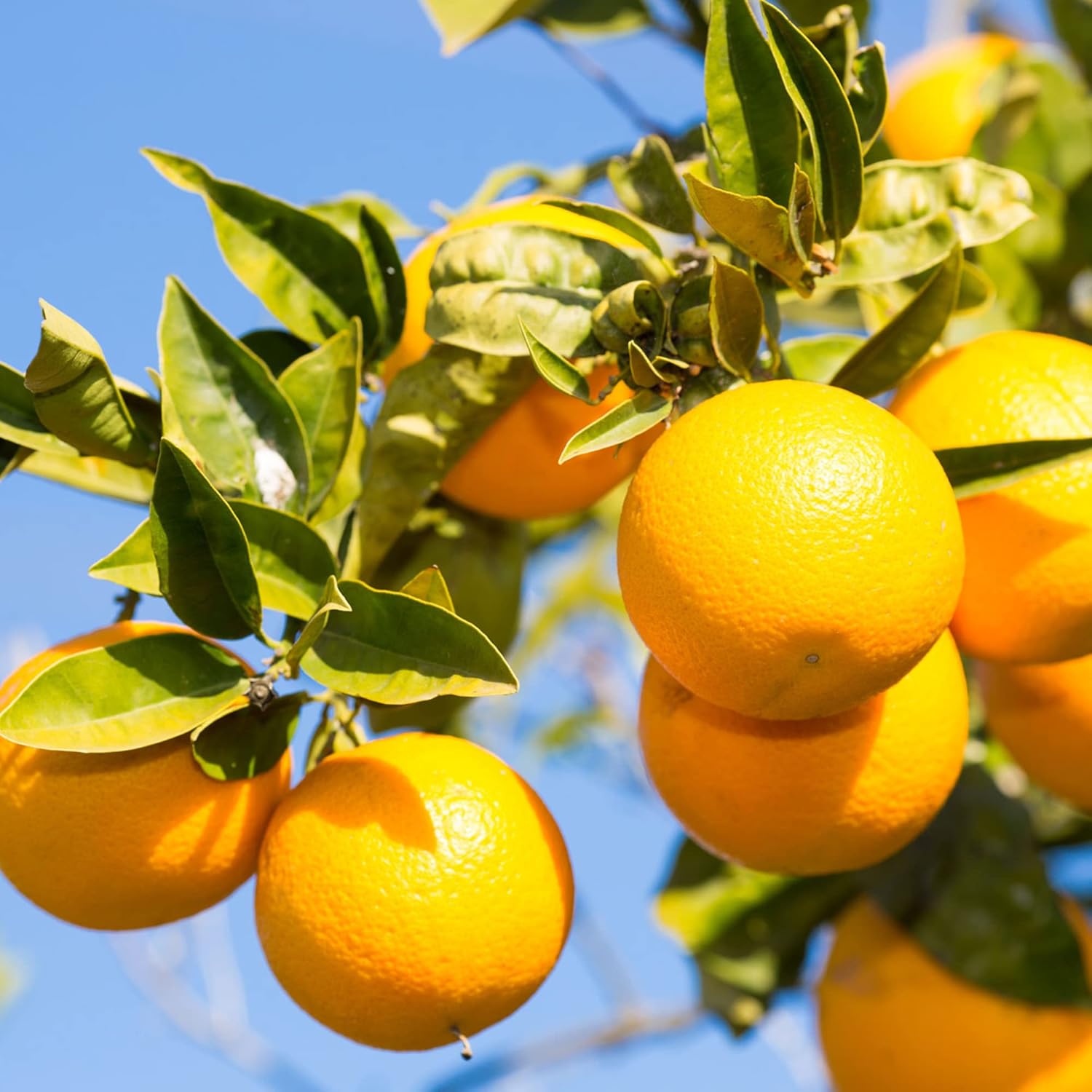 Valencia orange seeds for planting sweet juicy citrus trees