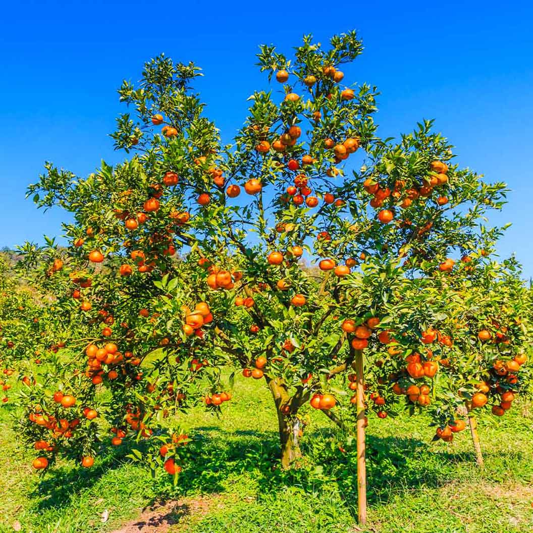 Hamlin Orange Seeds for Planting – Grow Sweet & Juicy Early