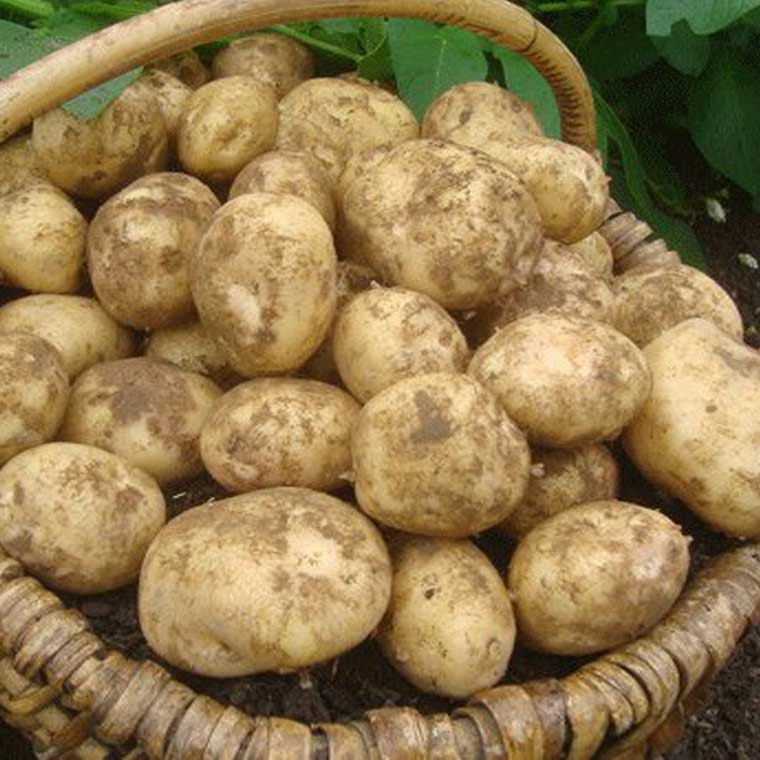 King Edward Potato, Cultivated for Superior Gardening Success and Bountiful Harvests