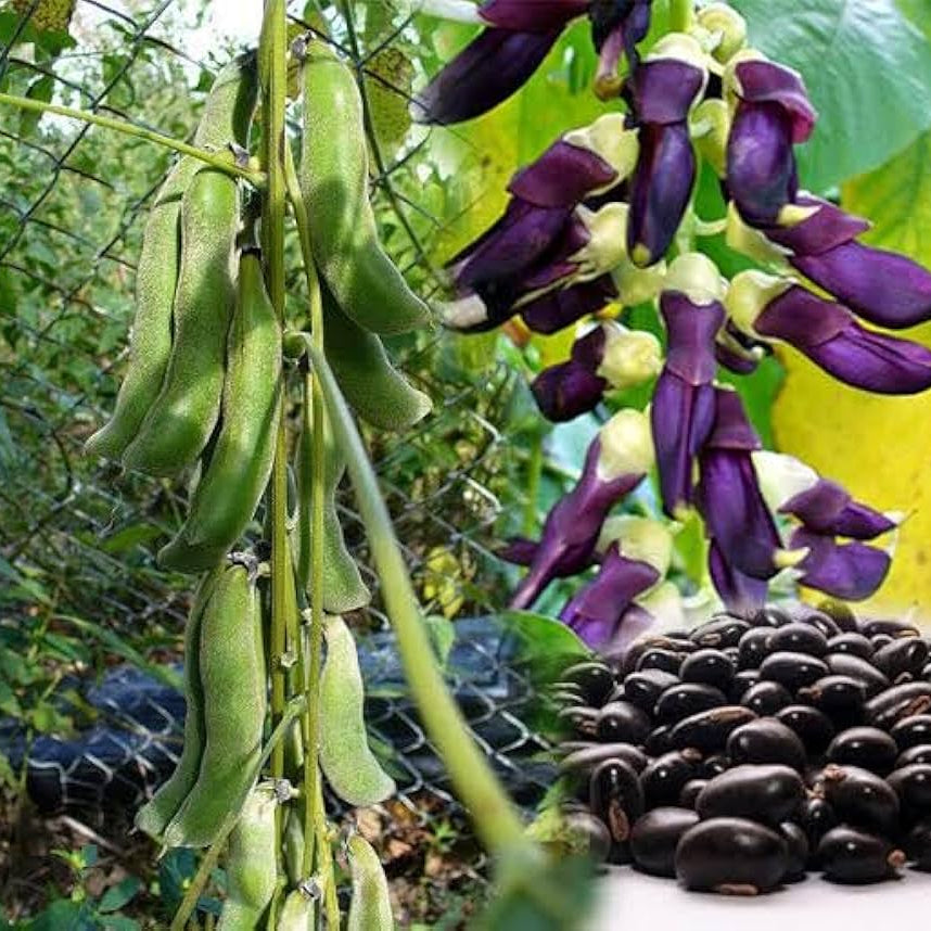 Organic Velvet Bean Seeds (Mucuna pruriens) for Planting, Bulk Climbing Vine Seeds