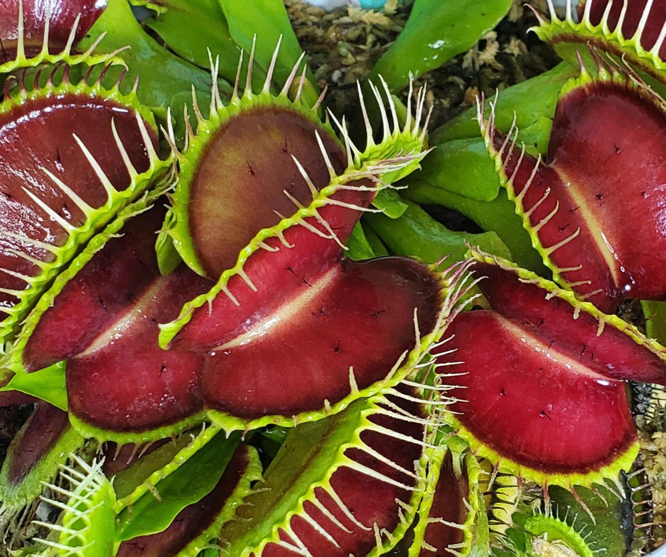 Colorful Green and Red Venus Flytrap Seeds Variety