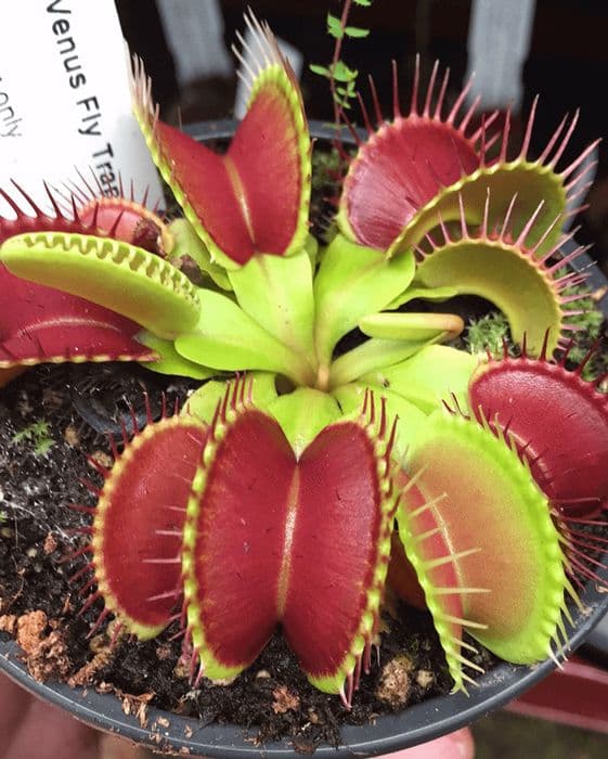 Venus Flytrap Seeds for Terrarium and Container Planting