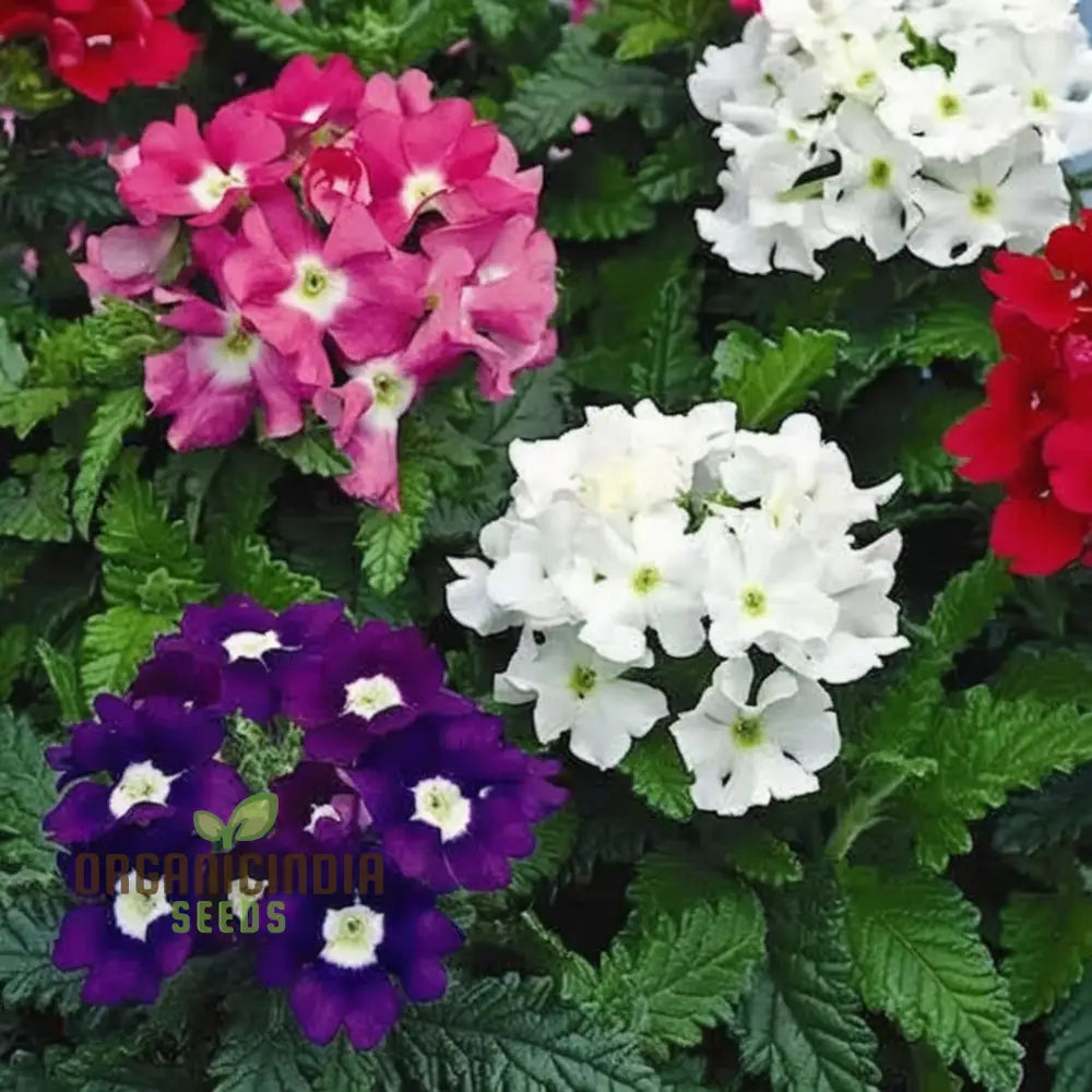 Close-up of vibrant Verbena mix blooms