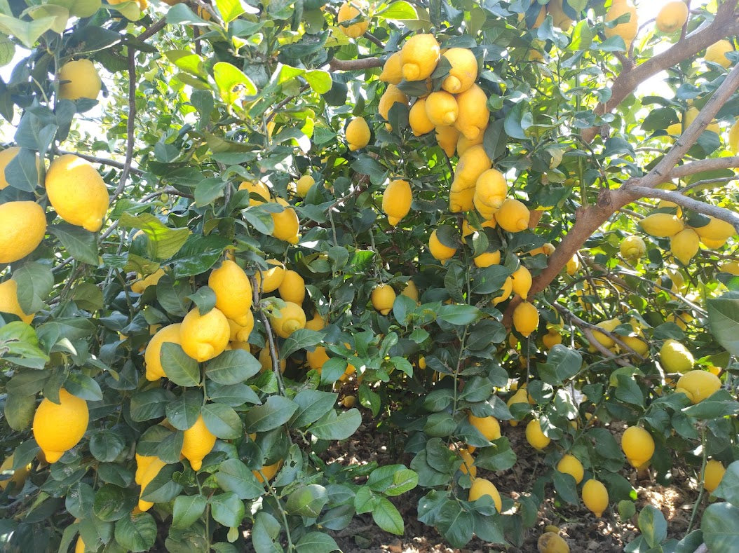 Verna lemon seeds for planting flavorful citrus trees at home