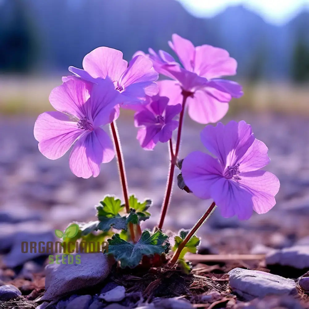 vertical-garden-geranium-seeds