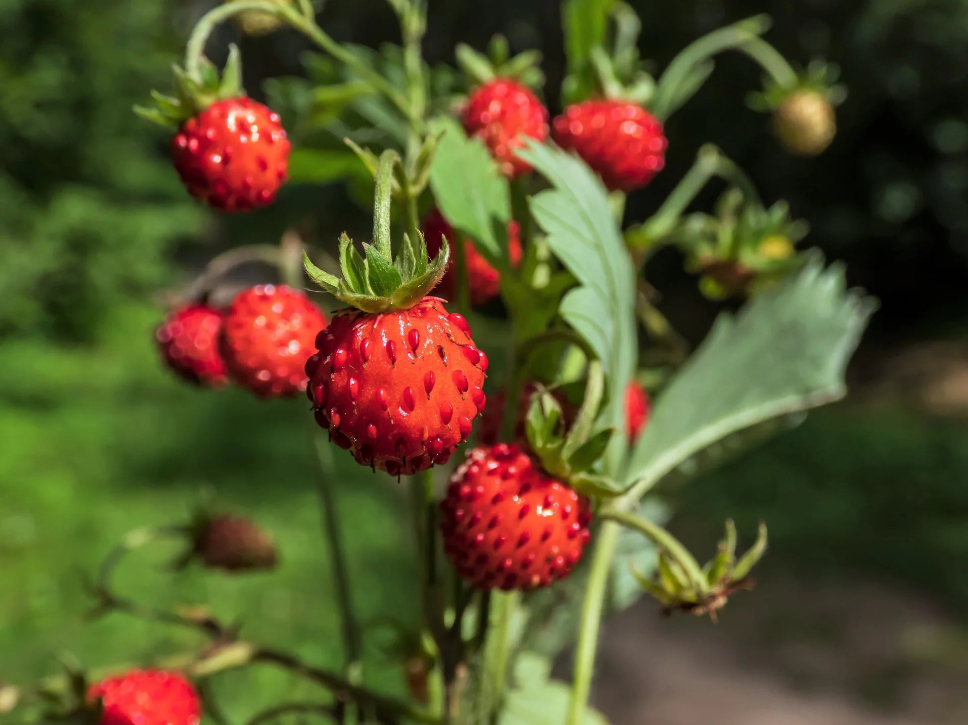 Vesca Baron Strawberry Plant with Leaves