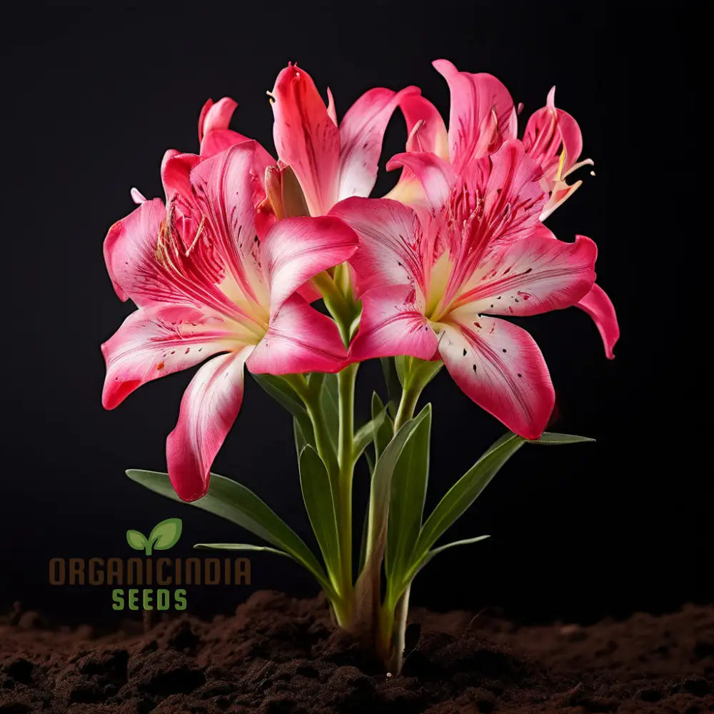 Vibrant Alstroemeria Seeds for Home Garden Planting