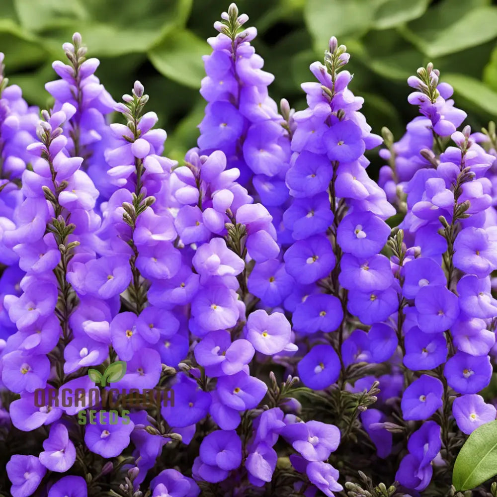 Colorful Angelonia Growing in Patio Planter