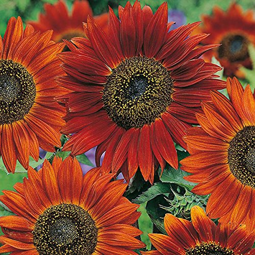 Vibrant Autumn Sunflower Seeds for Colorful Summer Blooms