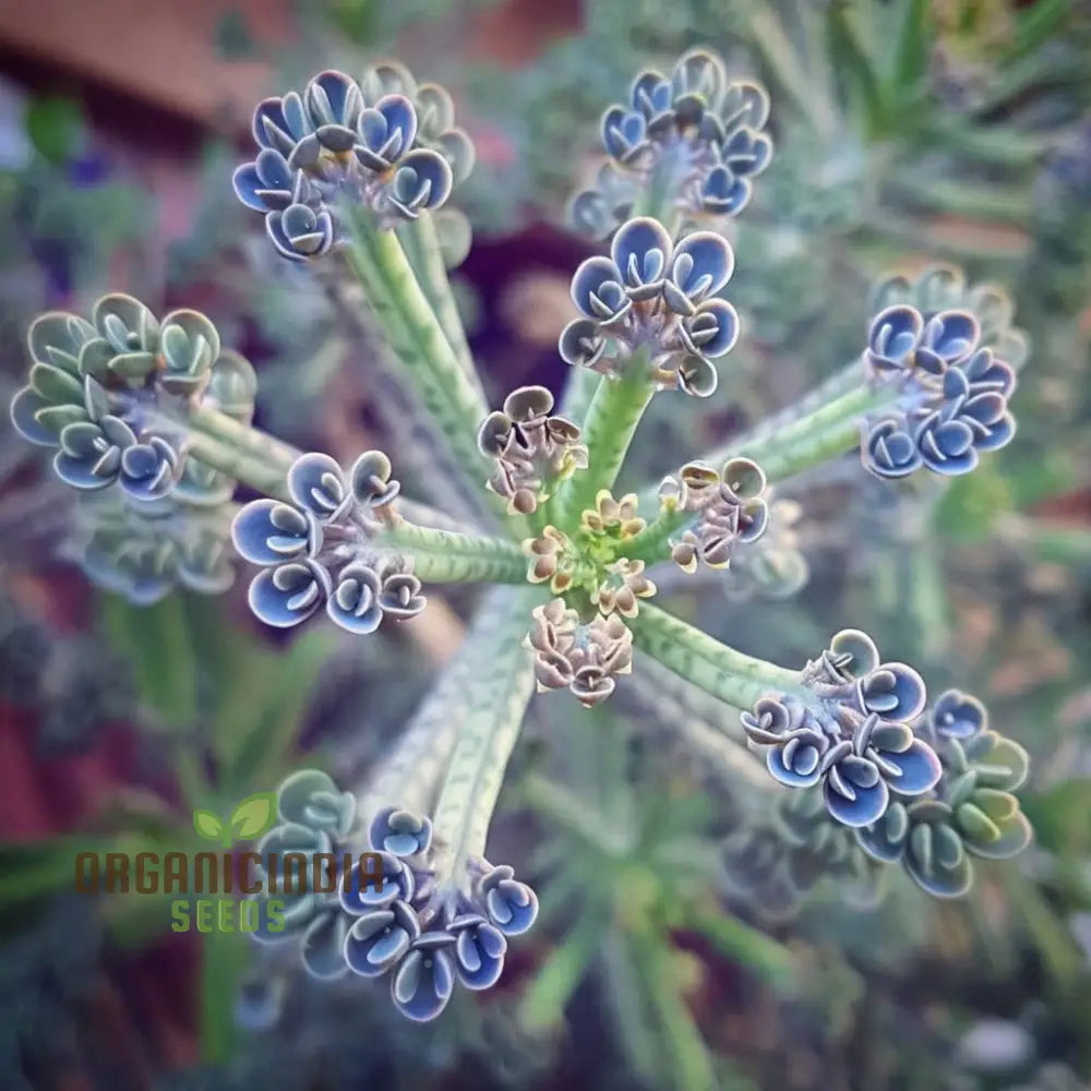 Vibrant Blue Kalanchoe Plant Seeds for Home Garden