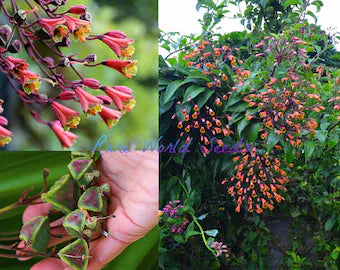 Vibrant Bomarea Vine Flower Seeds for Elegant Garden Displays