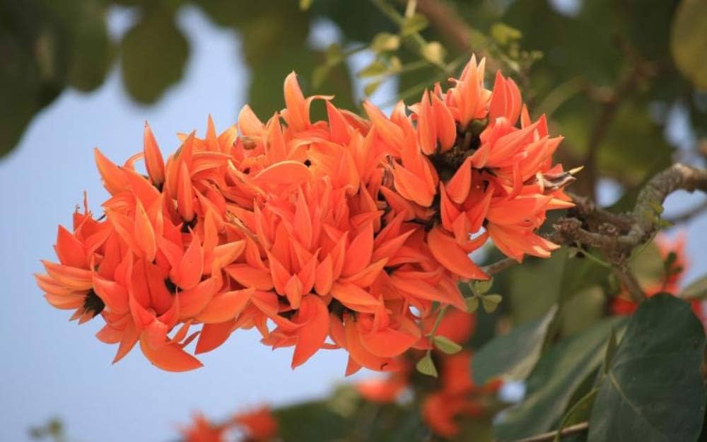 Vibrant Butea Monosperma Tree Seeds for Garden Growth