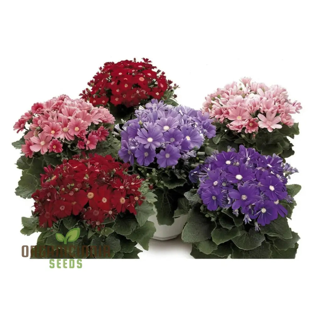 Vibrant Cineraria Mixed Seeds for Seasonal Flowering