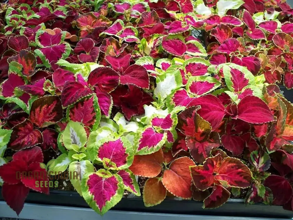 Vibrant Coleus Flower Seeds For Home Gardening | Perfect Indoor & Outdoor Gardens Easy To Grow