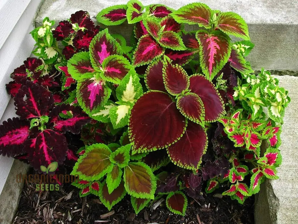 Vibrant Coleus Flower Seeds For Home Gardening | Perfect Indoor & Outdoor Gardens Easy To Grow