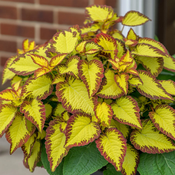Vibrant Coleus Golden Dreams Seeds for Colorful Garden Borders