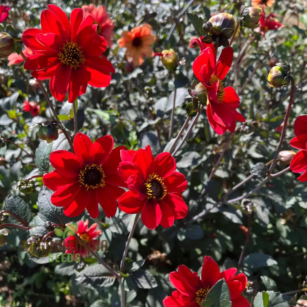 Vibrant Dahlia Mix Seeds Bishop's Children Variety for Landscaping