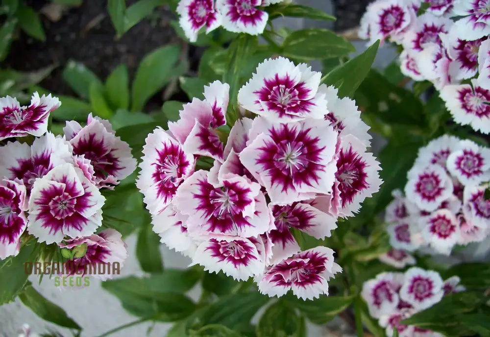 Vibrant Dianthus garden seeds multicolor blooms