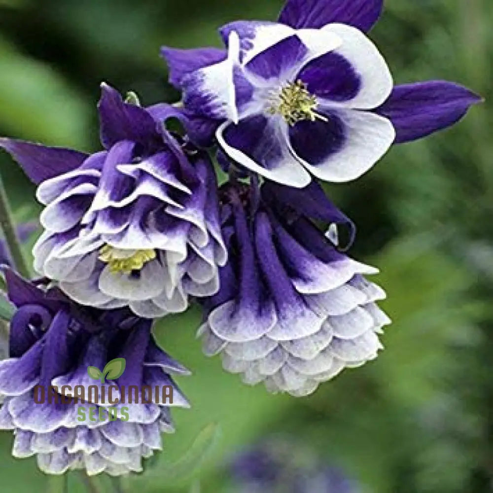 Double petunia flowers in a garden bed