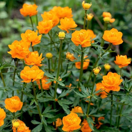 Vibrant Golden Queen Flower Seeds for Borders and Landscaping