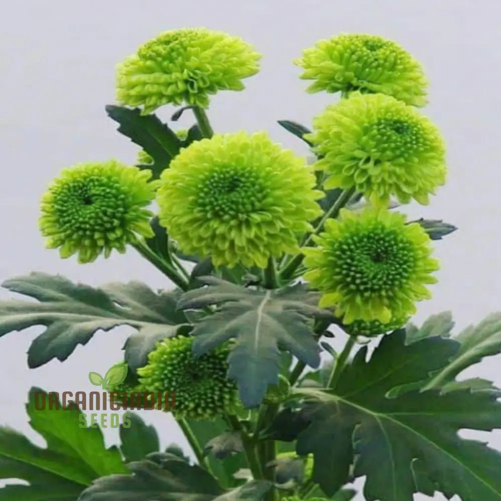 Green Chrysanthemum flowers blooming in a home garden