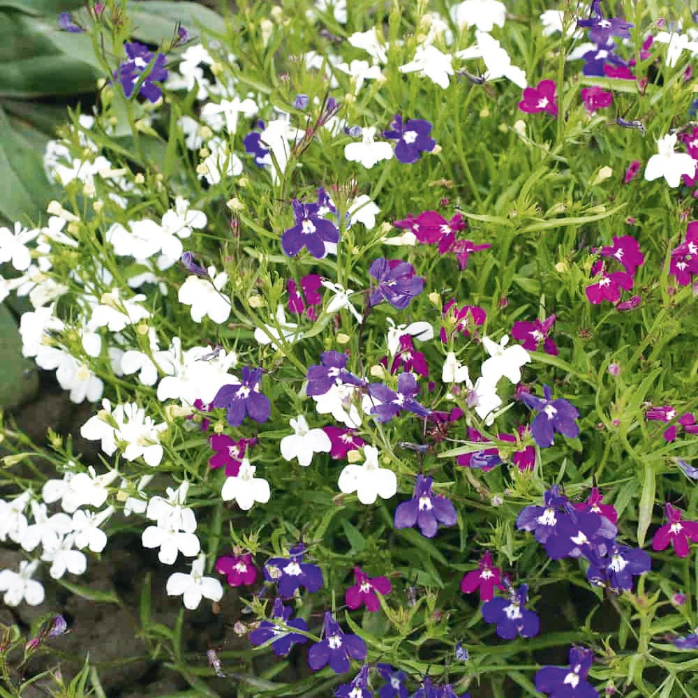 Vibrant Mixed Lobelia Flower Seeds for Garden Landscapes