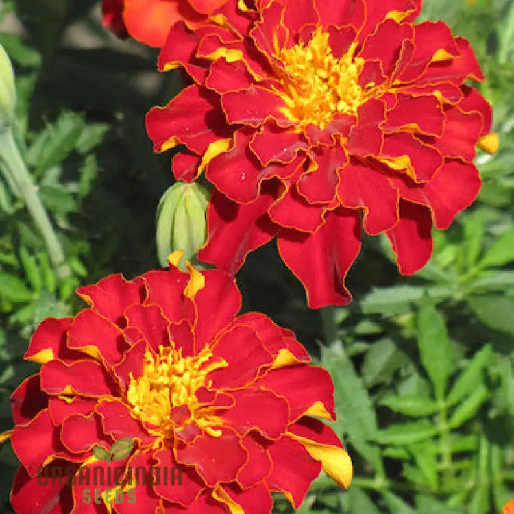 Vibrant Marigold â€™Safari Redâ€™ Flower Seeds For Your Garden Premium Gardening Seeds