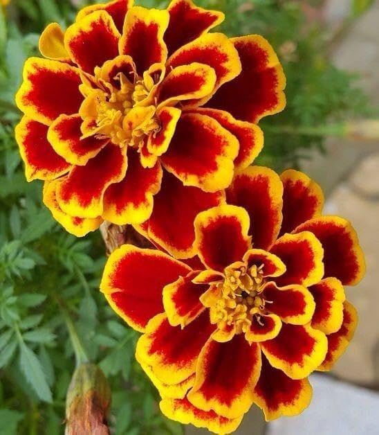 Vibrant Yellow and Red Marigold Seeds for Summer Garden Blooms