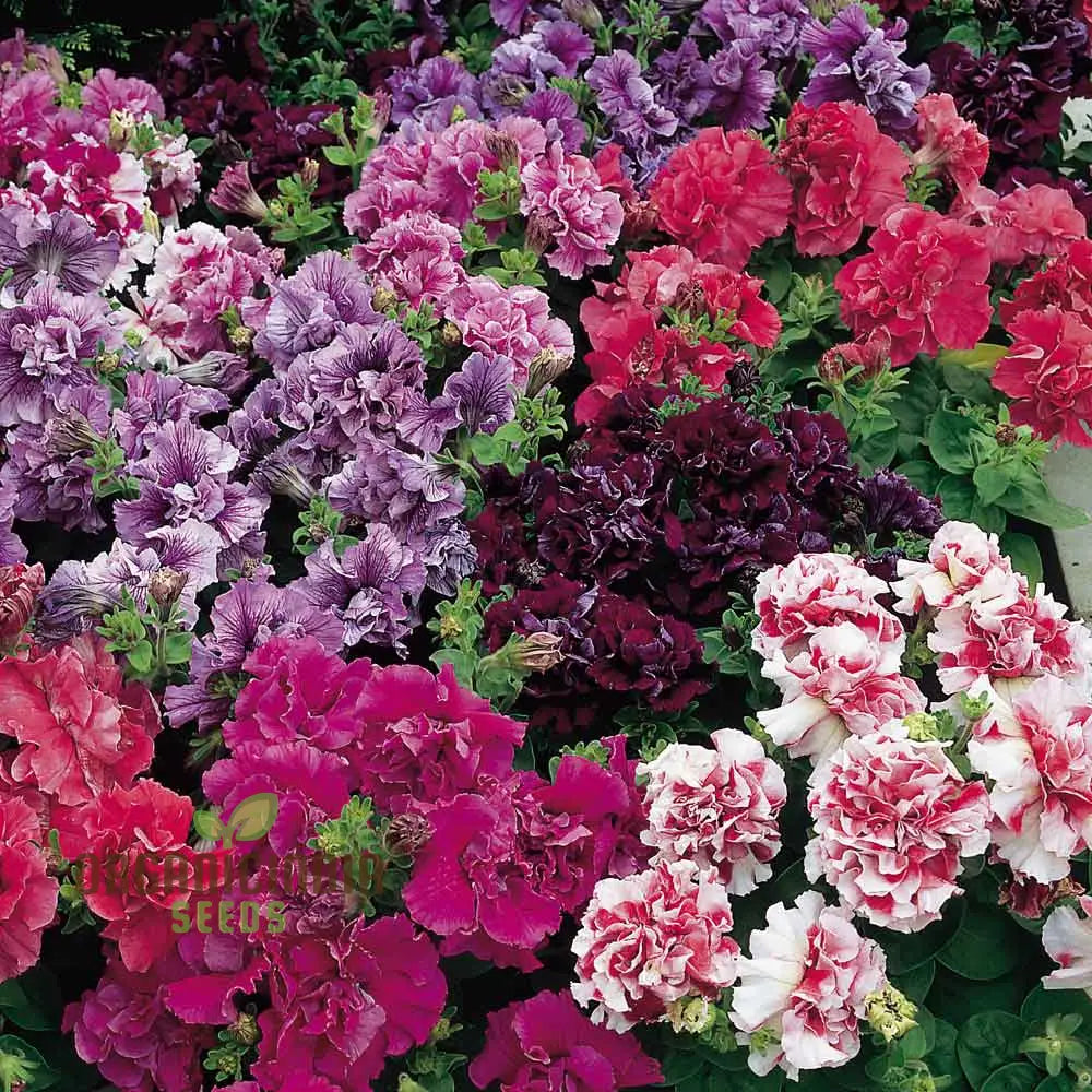 Vibrant Petunia Flower Seeds Mix for Borders and Containers