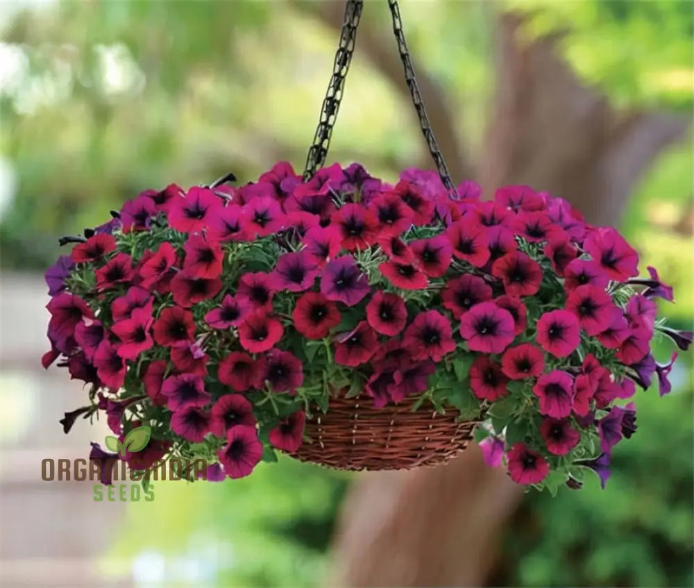 Vibrant Petunia Seeds for Home Garden Flower Beds