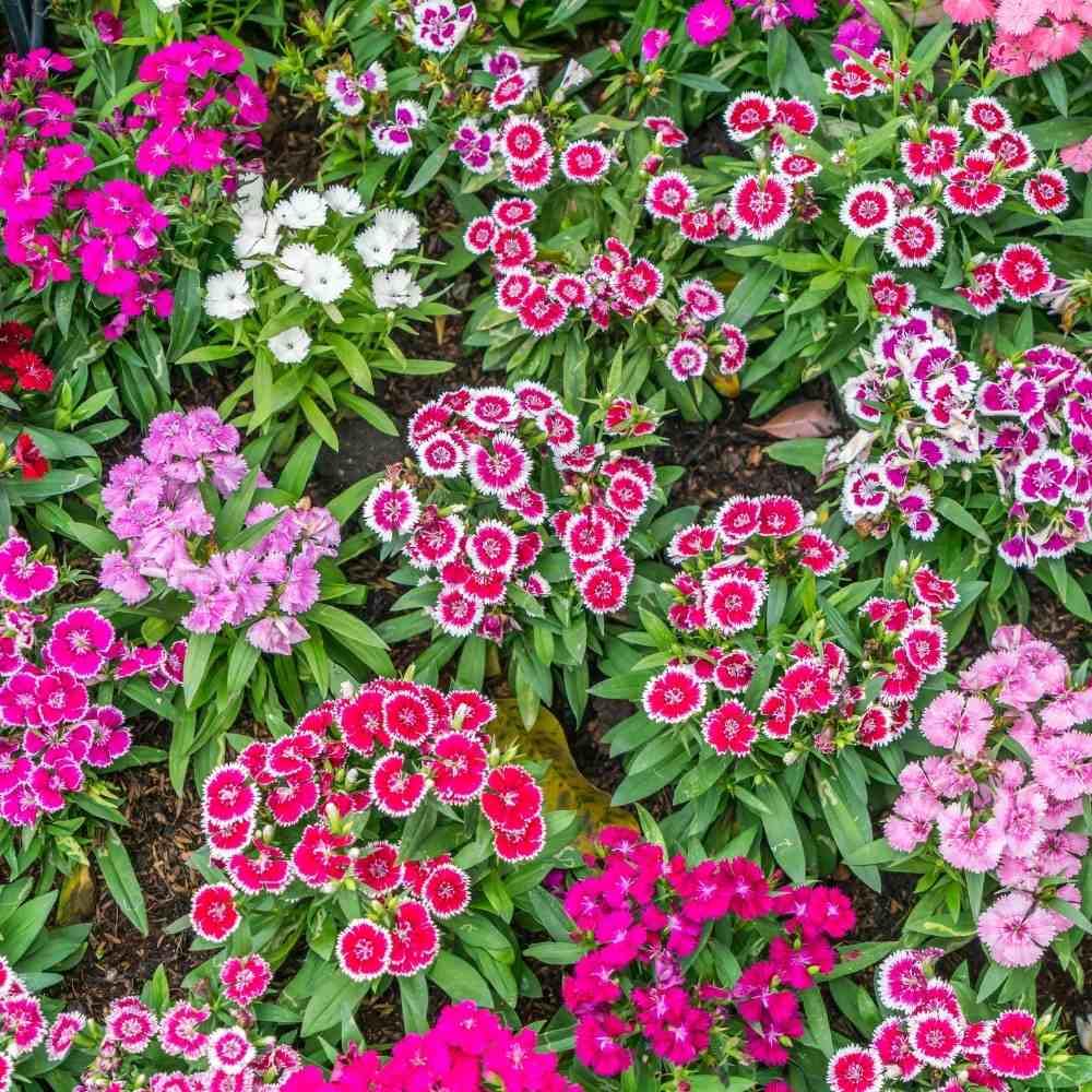 Vibrant Pink Dianthus Seeds for Beautiful Garden Blooms
