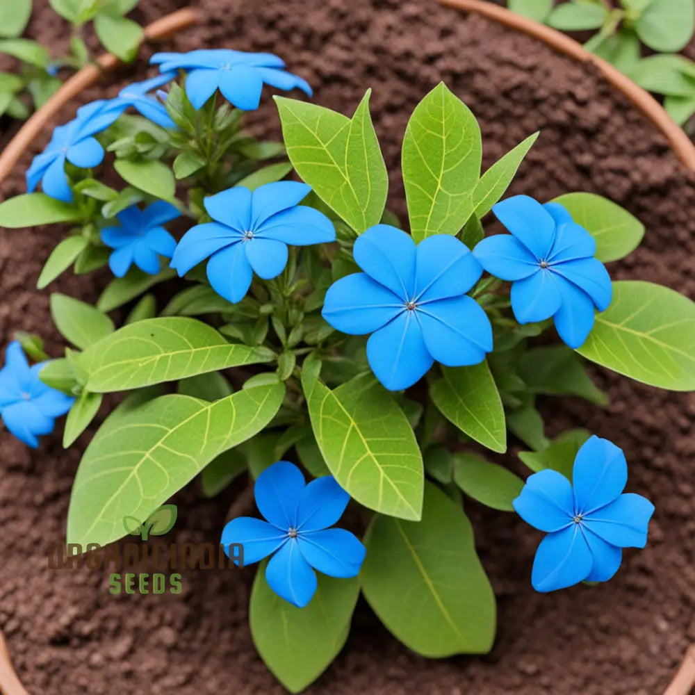 Vibrant Plumbago Seeds for Long Blooming Flowers