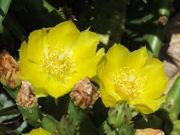 Vibrant prickly pear cactus seeds for outdoor garden planting