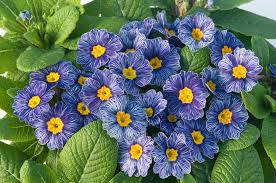 Vibrant Primula Light Blue Seeds for Early Spring Flowers