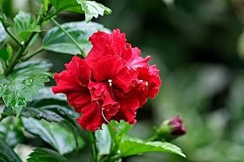 Vibrant red hibiscus flower seeds for landscaping