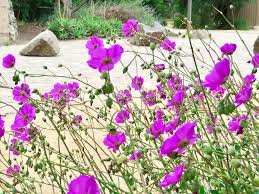 Vibrant Rock Purslane Flower Seeds for Summer Blooming