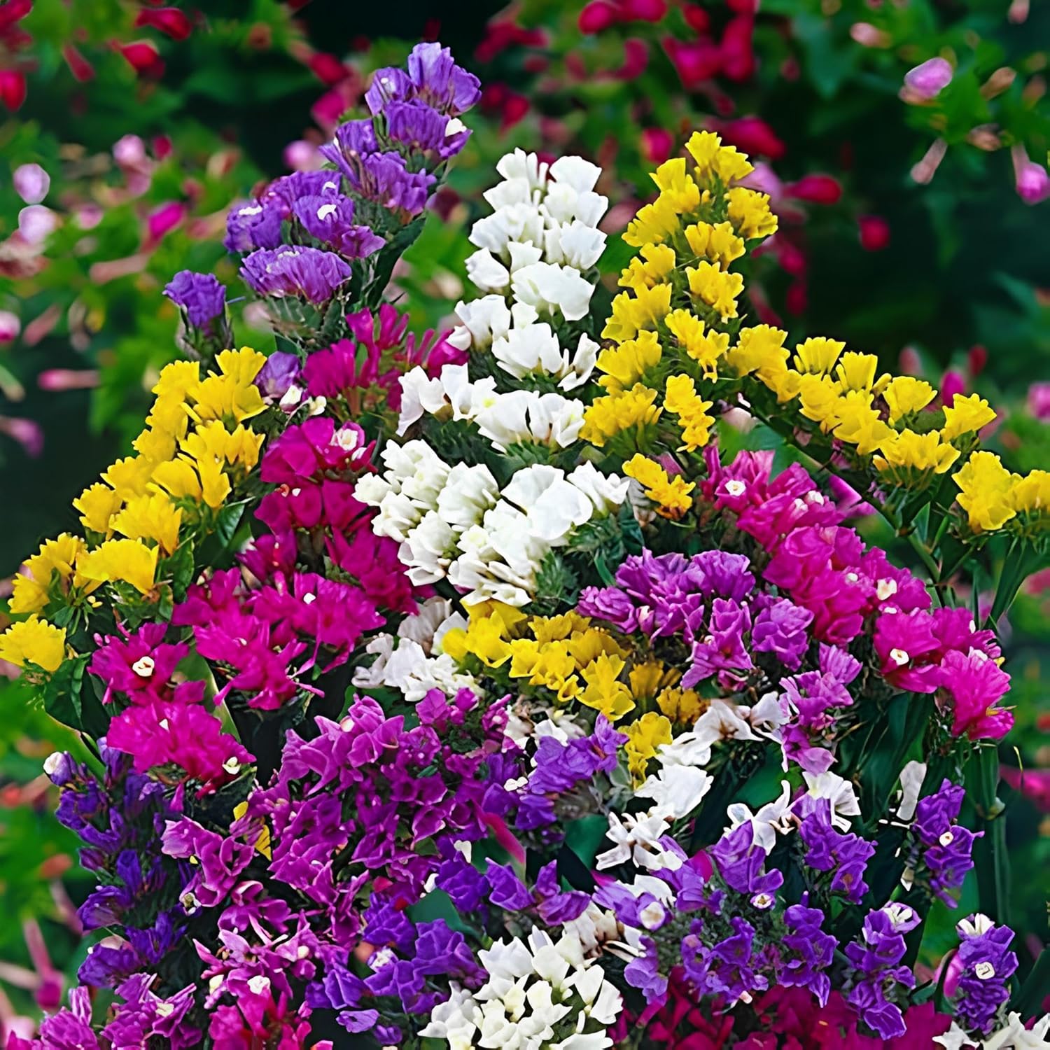 Vibrant Statice Flower Seeds for Home Garden Flower Beds