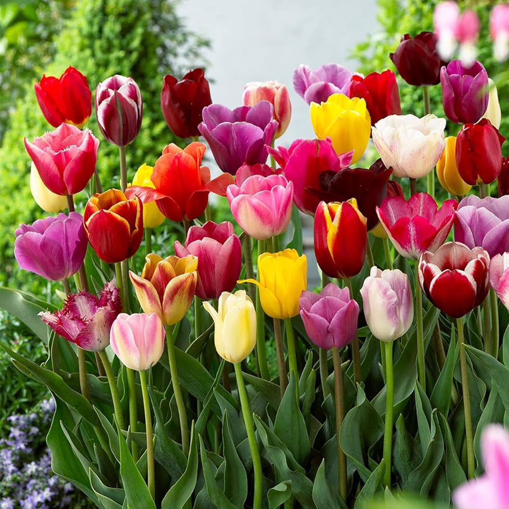 Vibrant Bi-Color Tulip Seeds for Garden Planting
