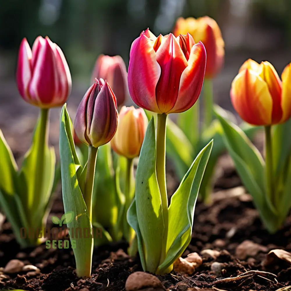 Vibrant Tulip Seeds Producing Colorful Spring Flowers