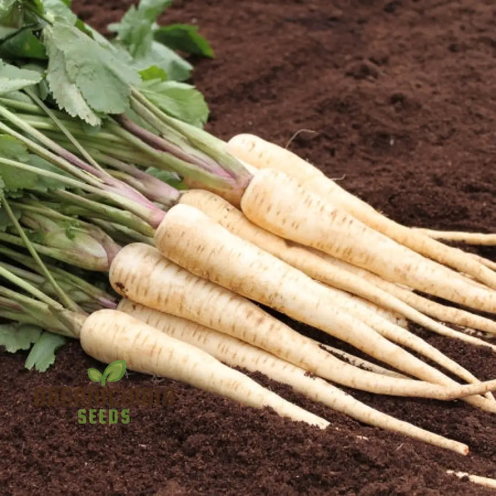 Victor F1 Parsnip Seedlings Growing, Cool Season Root Crop