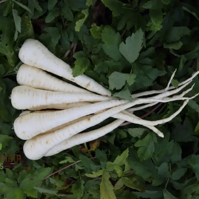 Victor F1 Parsnip Seeds for Planting, High-Yield Root Vegetable Seeds