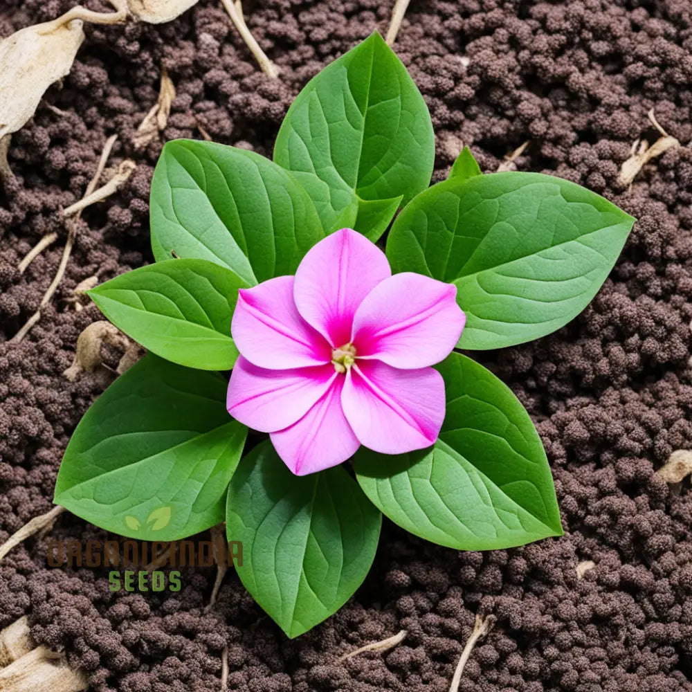 Vinca Rosea Growing in Patio Pot