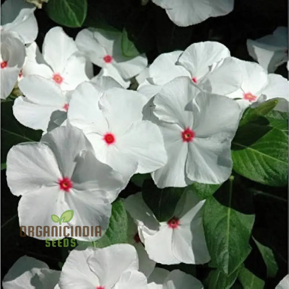Vinca F1 Nana Little Bright Eyes Flower Seeds - Cheerful Blooms For Colorful Garden Borders