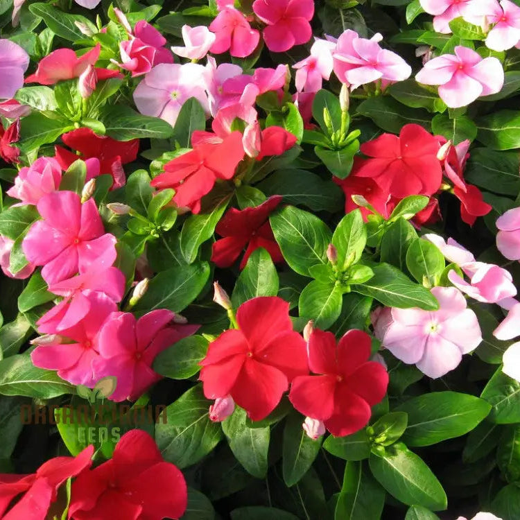 Vinca Pacifica XP mix seeds blue pink white flowers for gardens