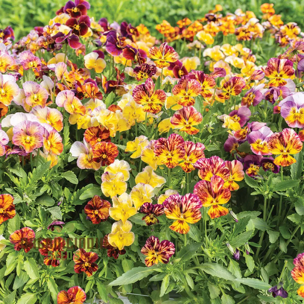 Viola Cornuta â€™Brush Strokesâ€™ Seeds For Planting: Vibrant Garden Beauty With Striking Petal Patterns