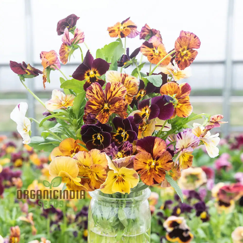 Viola Cornuta â€™Brush Strokesâ€™ Seeds For Planting: Vibrant Garden Beauty With Striking Petal Patterns