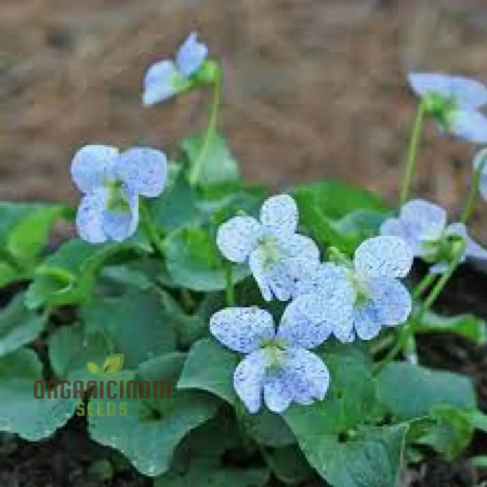 Viola Freckles Growing in Garden Border