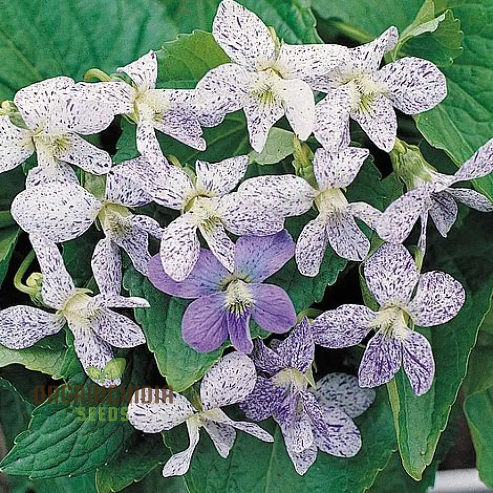Viola Freckles Flower Seeds for Planting