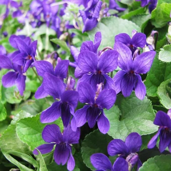 Viola Odorata Queen Charlotte sweet violet seeds