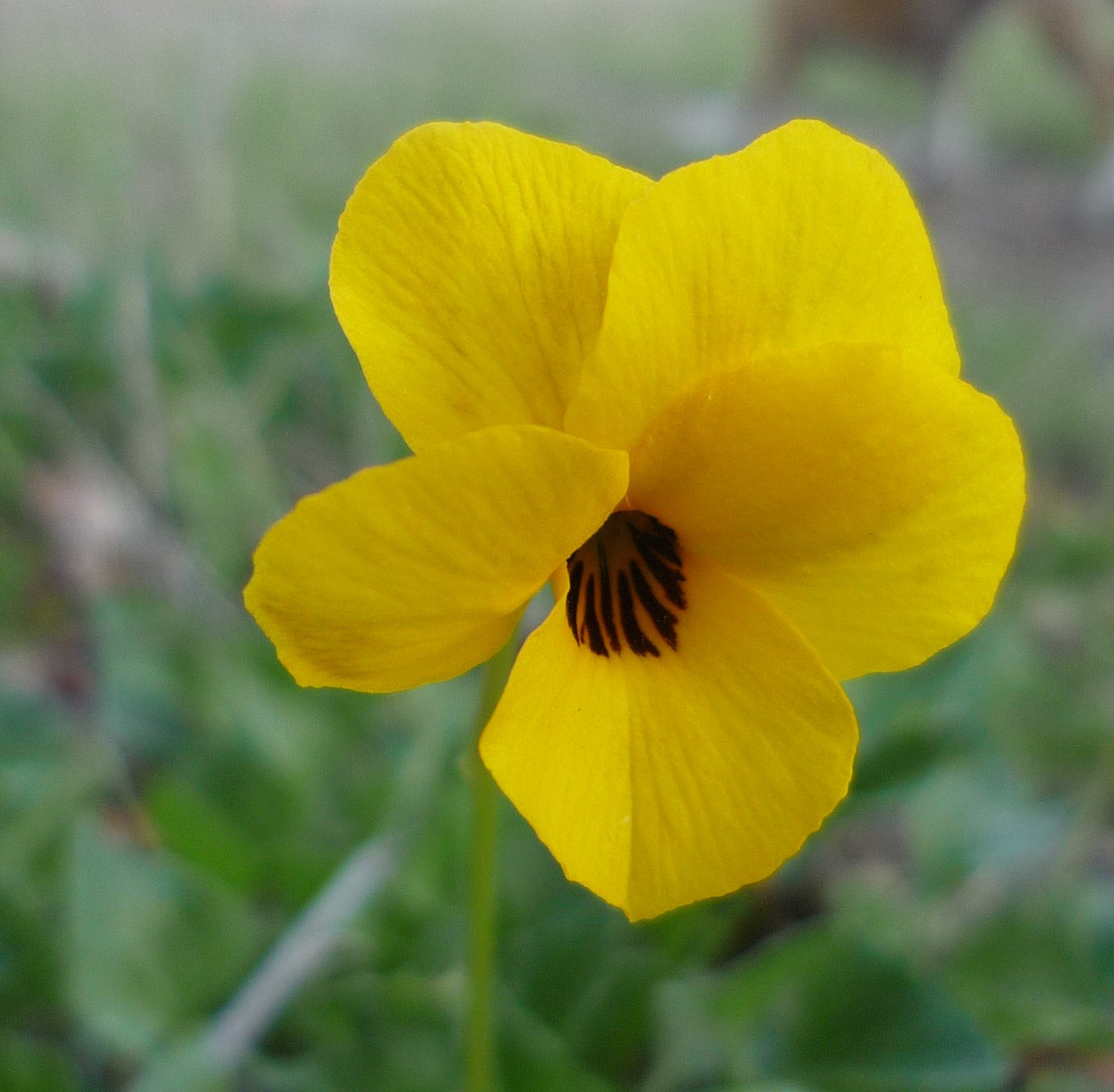 Yellow Pansy Flower Seeds,Sunny Vibrant Blooms, Easy to Grow, Non-GMO